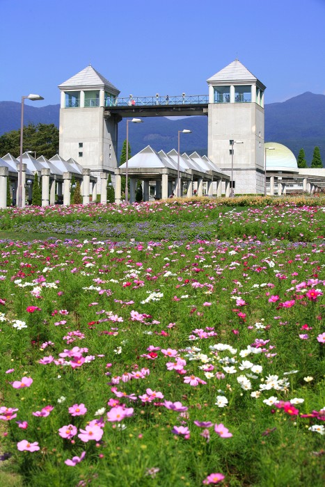 10月7日撮影　コスモスの大花壇